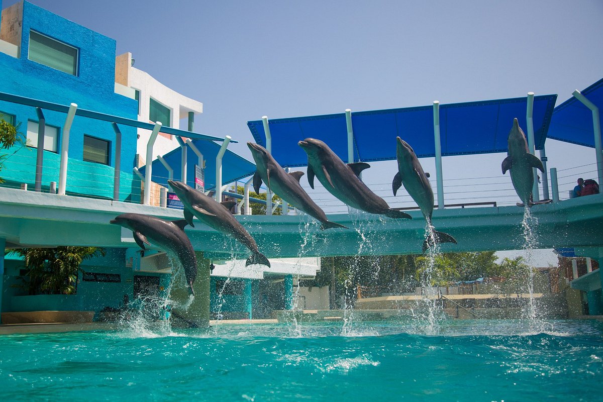 La Isla / Aquarium